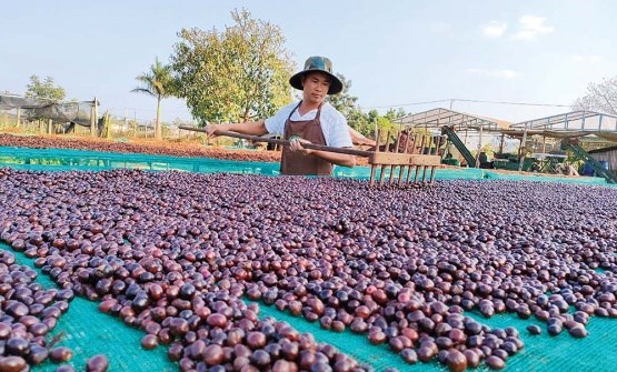 Doanh nhân Võ Đình Danh: Giấc mơ vùng nguyên liệu cà phê chất lượng cao