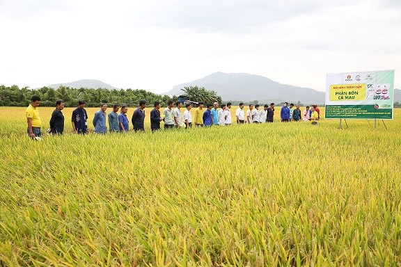 Phân bón công nghệ nâng hiệu quả mùa lúa An Giang