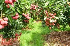 Bộ Công Thương ra Chỉ thị hỗ trợ lưu thông và tiêu thụ hàng hóa, nông sản trong bối cảnh dịch Covid 19 phức tạp