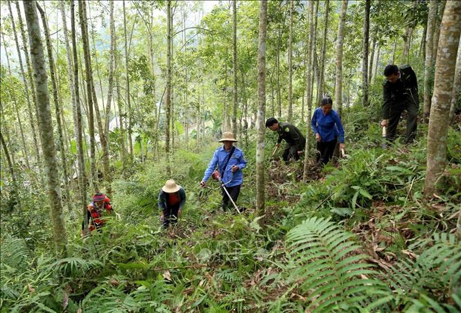 Xây dựng lâm nghiệp thành ngành kinh tế - kỹ thuật hiện đại