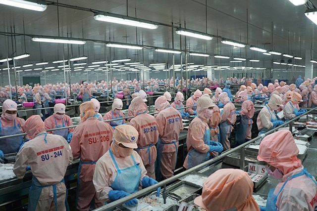 Hoa Kỳ không áp thuế chống bán phá giá với sản phẩm tôm xuất khẩu của Công ty Minh Phú