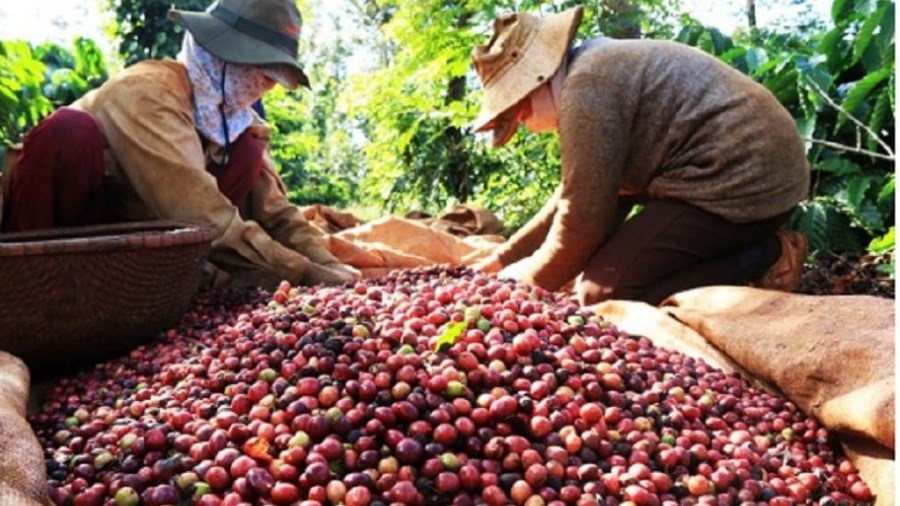 Nắm bắt thị trường, giá xuất khẩu cà phê được dự báo sẽ tăng đến tháng 4/2024
