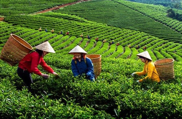 Sửa quy định về chuyển Cty nông nghiệp Nhà nước nắm giữ 100% vốn điều lệ thành Cty TNHH 2 thành viên trở lên