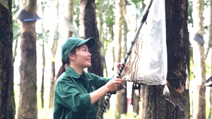 Tây Nguyên: 5 công ty cao su vào “Top 100 doanh nghiệp bền vững Việt Nam 2023”