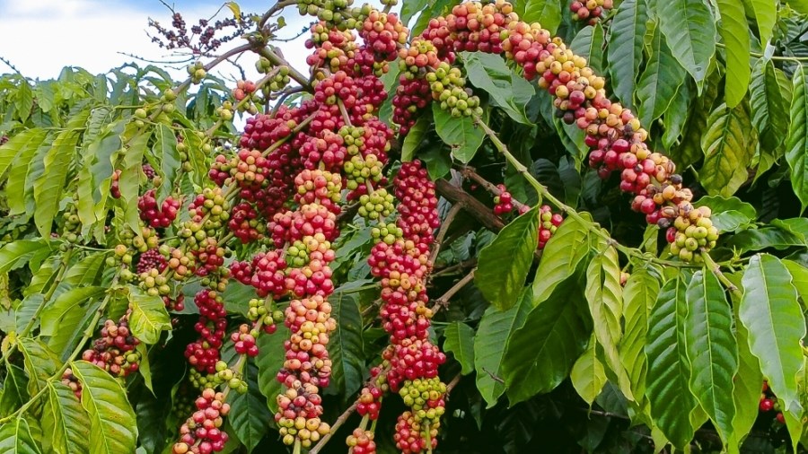 Thủ tướng Chính phủ chỉ đạo về phát triển ngành cà phê và ngành tôm