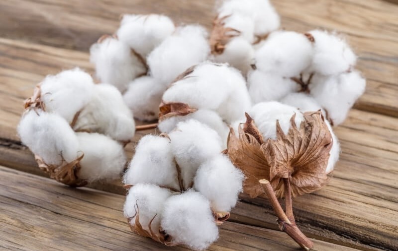 Việt Nam nhập khẩu 989.235 tấn bông các loại trong 9 tháng