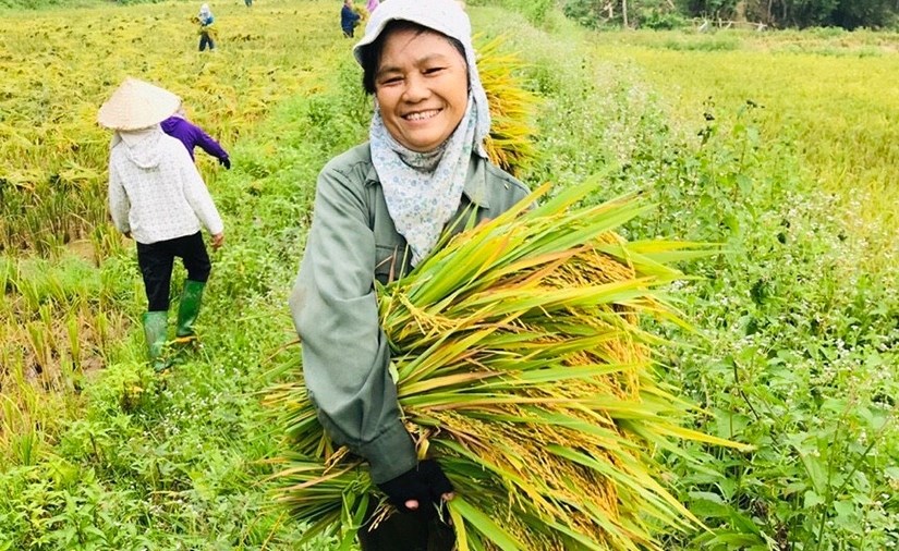 Phê duyệt Đề án 1 triệu ha lúa chất lượng cao