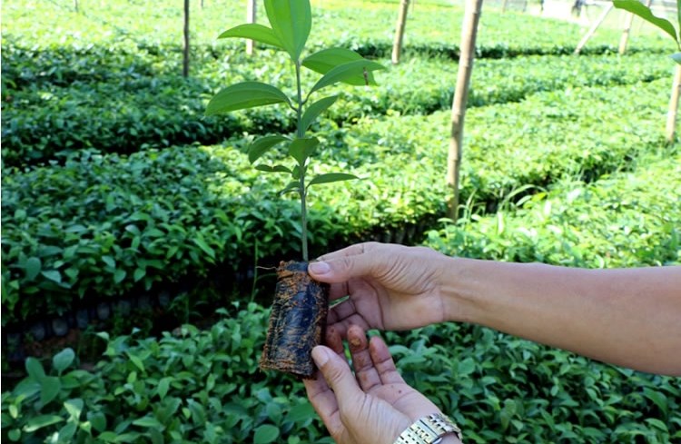 Các trường hợp bắt buộc chuyển giao quyền sử dụng giống cây trồng được bảo hộ