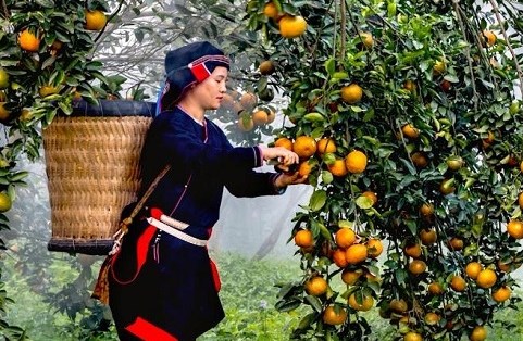 Cam sành Hà Giang: “Món ngon - tinh hoa ẩm thực Việt”