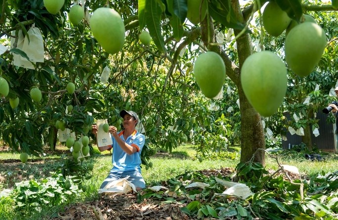 Nâng cao giá trị thương hiệu xoài Cao Lãnh