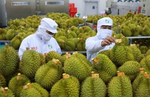 Doanh nghiệp nông sản rộng đường sang Trung Quốc