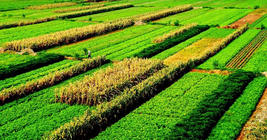 GDP ngành nông nghiệp năm 2023 đạt 3,83%, khẳng định vị thế trụ đỡ của nền kinh tế