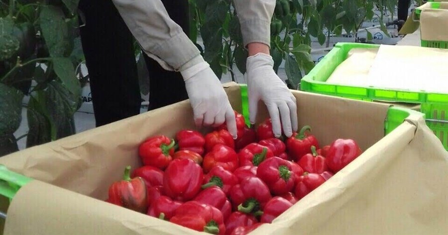 Bật mí về loại ớt không cay, giàu vitamin C hơn cả cam