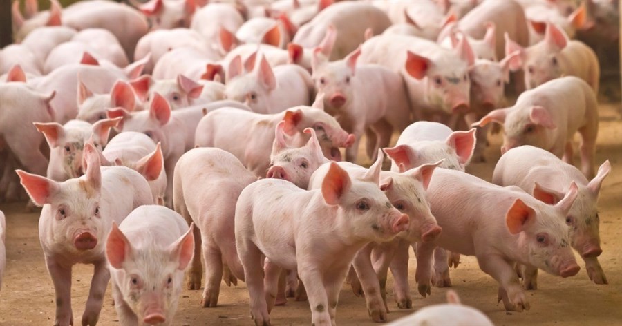 Trung bình mỗi đêm có khoảng 7.000 con lợn nhập lậu, Hiệp hội chăn nuôi Đồng Nai gửi văn bản cầu cứu Thủ tướng