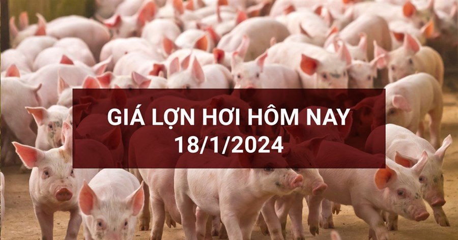 Giá lợn hơi ngày 18/1: Hà Nội lập đỉnh 58.000 đồng/kg