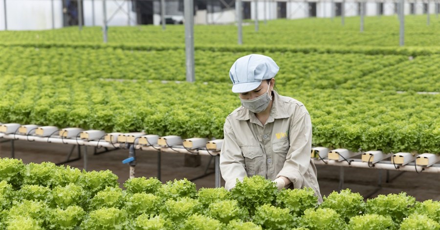 Top 10 loại rau tốt nhất thế giới gọi tên “xà lách”