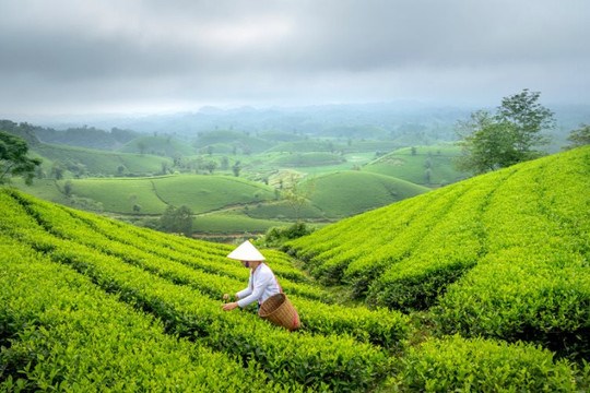 Xuất khẩu chè của Việt Nam 2023 đạt mức thấp nhất trong 7 năm