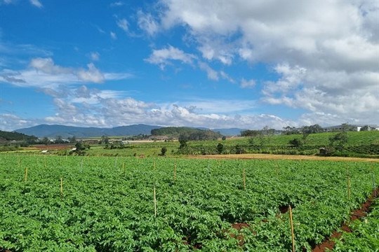 Orion Vina hợp tác với Học viện Nông nghiệp Việt Nam đầu tư phát triển khoai tây bền vững