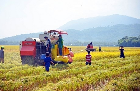 An Giang đẹp ngỡ ngàng mùa lúa chín