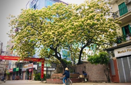 Cây bún ‘độc nhất vô nhị’ ở Hà Nội bung mùa hoa mới