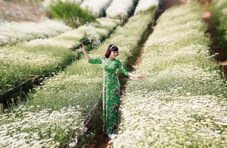 Cúc họa mi tháng 11: Mang cả trời thu Hà Nội trở về