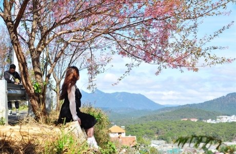 Du khách đổ về Đà Lạt thưởng lãm mai anh đào ngày tết
