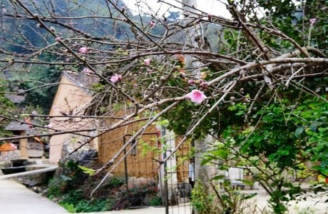 Lên Cao nguyên đá ngắm hoa đào nở sớm