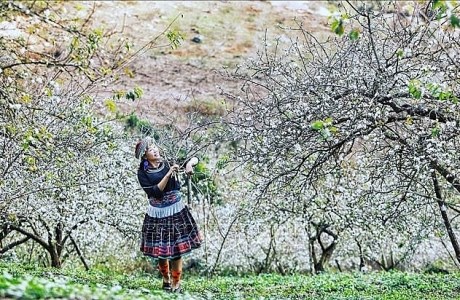 Đẹp mê hồn hoa mận nở trắng rừng