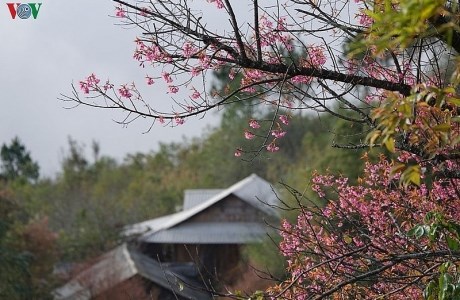 Hoa đào bừng sáng trời đông Mù Cang Chải