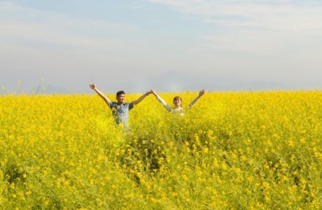 Cánh đồng hoa cải tuyệt đẹp, thu hút giới trẻ check-in ở Đà Lạt