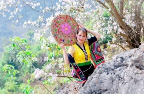 Hoa ban nở sớm nơi núi rừng Tây Bắc