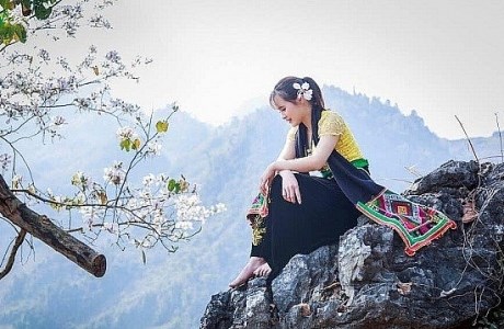 Hoa ban khoe sắc trắng tinh khôi giữa trời Tây Bắc