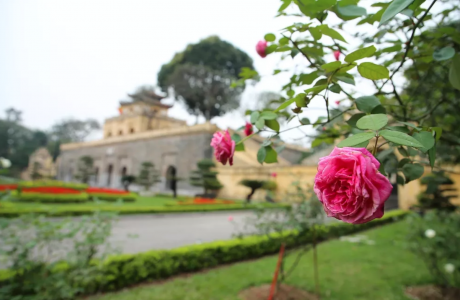 Hồng cổ bung nở tại Hoàng Thành Thăng Long