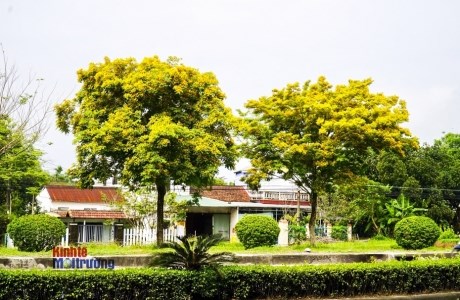 TP. Huế vàng rực sắc hoa sưa đầu hè