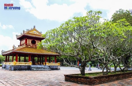 Hoa sứ đại, một vẻ đẹp tinh khôi trên mảnh đất Cố đô Huế