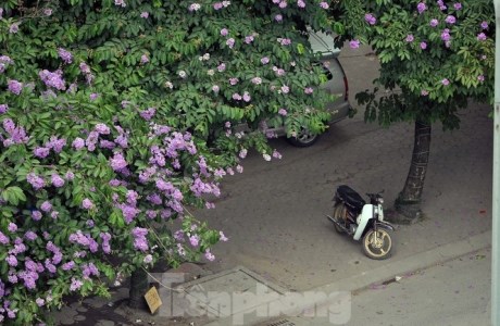 Hoa bằng lăng rực rỡ sắc tím khắp phố phường Hà Nội