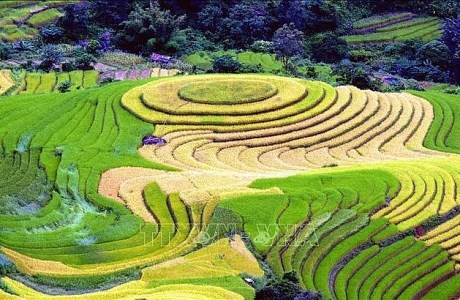 Đắm mình trong 'mùa vàng' Bắc Yên