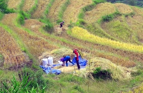 Hối hả nhịp sống ngày mùa ở vùng cao Lào Cai