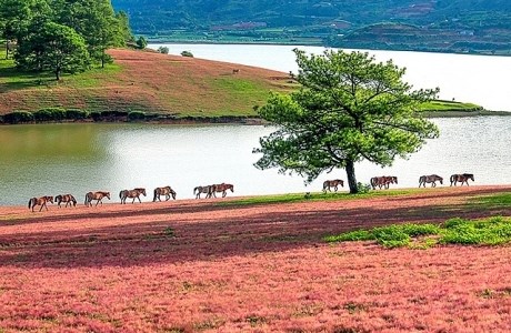 Trải nghiệm cao nguyên cỏ hồng Lang Biang