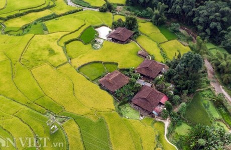 Ngỡ ngàng mùa lúa chín ở Cao Bằng nhìn từ camera bay