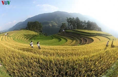 Mù Cang Chải - Mùa vàng nơi lưng trời Tây Bắc
