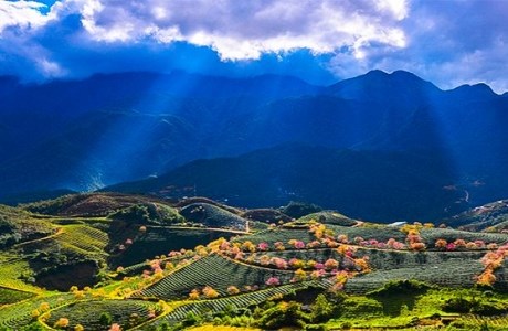 Mai anh đào rực rỡ "hút hồn" du khách giữa đất trời Sa Pa