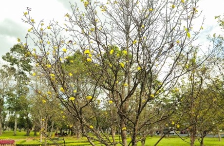 Chiêm ngưỡng rừng Mai vàng 'độc nhất vô nhị' bậc nhất miền Trung