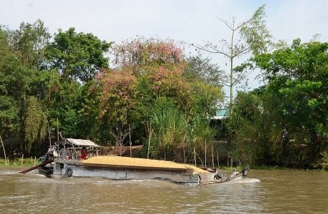 Khung cảnh hoa ô môi nhuộm hồng cả miền quê yên bình ở An Giang