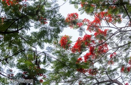 Phố phường Hà Nội rạo rực 'mùa phượng cháy'