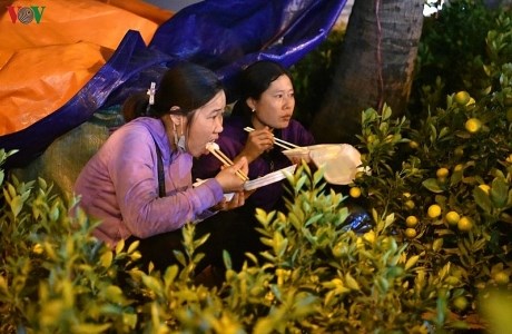 Nhọc nhằn bán đào, quất mưu sinh trong đêm đông Hà Nội