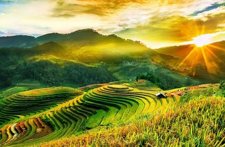 Có một thung lũng lúa vàng Sapa đẹp đến nao lòng