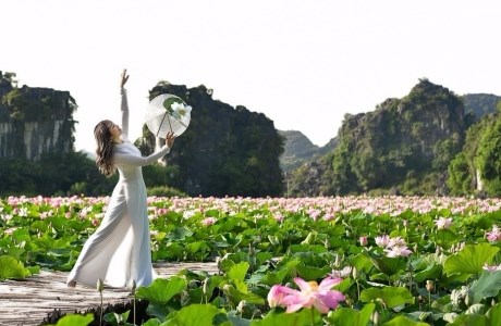 Mùa hoa sen nở rộ tại Ninh Bình