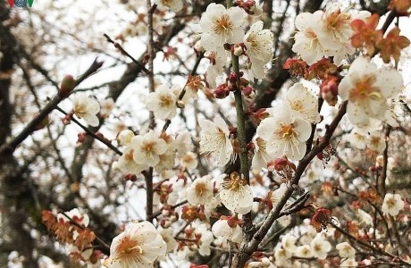 Lên Tây Bắc ngắm rừng mơ hoa nở trắng ngần cuối đông