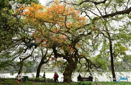 Phố phường Hà Nội nhuộm vàng mùa thay lá